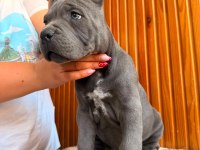 Cane Corso türünün en iyilerinden 