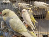 Yeni yeme düşmüş bebek muhabbet kuşları
