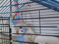 Muhabbet kuşları yeni yavru 2 aylık
