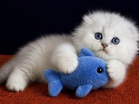Scottish Fold Silver longhair