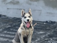 Safkan sibirya kurdu orjinal rusyadan getirdim