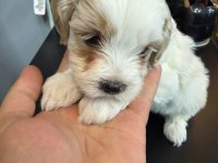 Maltese Yavru