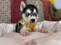 Mükemmel gözleriyle husky Sibirya kurdu yavrularımız