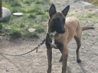 Tam bir aile köpeği / sosyal sevecen malinois