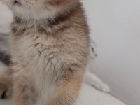 British shorthair yavrularımız