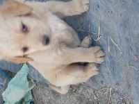 Golden bebekler