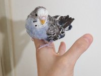 Yavru spangle erkek muhabbet kuşlarımız