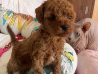 Temas bağımlısı dişi poodle bebek