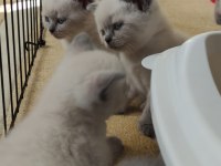 CİNS KEDİ BRİTİSH SHORTHAİR