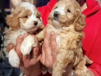 Maltipoo yavrularım