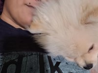 Pomeranian boo 4 aylık köpeğimiz
