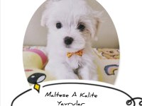 MALTESE SEVİMLİ YAVRULAR