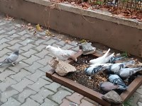 Uygun fiyatlı güzel kuşlar