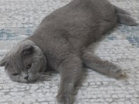 SCOTTİSH FOLD KEDİMİZ 2 YAŞINDA
