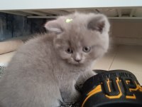 British shorthair bebeklerimize yeni yuva arıyoruz
