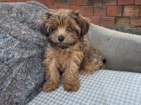 Erkek maltipoo yavrumuz