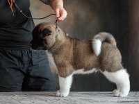 Amerikan Akita İnu