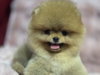 Orjinal Pomeranian Boo Bebekler