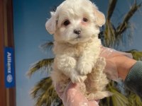 F1 Maltipoo minyatür