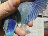 Forpus Papağanı Yavruları