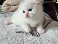 Scottish fold 40 günlük