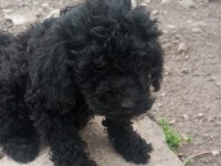 Toy poodle köpeği