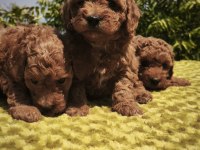 Müthiş kalite poodle yavrularımız