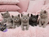 British Shorthair Fawn Nadir Renk A+ Kalite