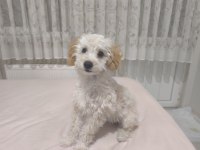 Sevimli mid poodle