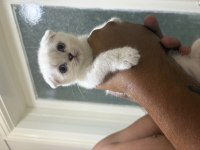 Yavru Scottish Fold