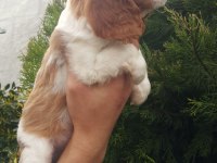 Orjinal cavalier king charles yavrularımız