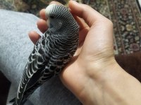 Damızlık muhabbet kuşu