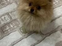 5 Aylık aşıları tam Dişi pomeranian