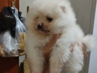Pomeranian boo yavrularım