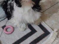 Shih tzu hipoalerjik