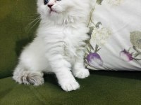 British longhair 3.5 aylık erkek