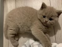 British Shorthair Yavruları Ve Farklı Tür Bebekler