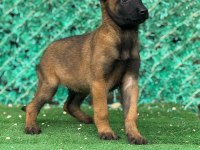 Sağlam kanattı sağlıklı malinois yavrular