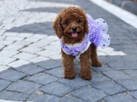 Kilo Garantili Toy Poodle Yavrularımız