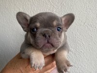 Üst Düzey Mavi Gözlü French Bulldog Yavrularımız