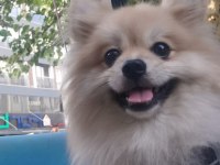 Pomeranian