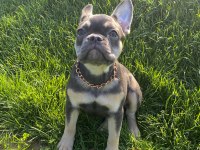 French bulldog Blue Tan dişi (3 aylık)