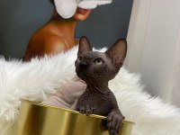 sphynx sfenks tüysüz dişi erkek yavru