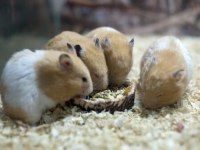 Suriye Hamster Yavrular ve Tüm Malzemeleri Adrese Teslim
