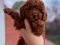 Kusursuz Güzellikteki Toy Poodle Yavrular