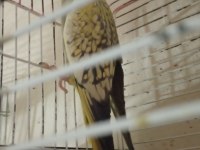 Dişi sultan papağanı 2 yaşında