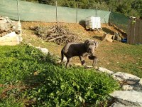 Cane corso blue yavrumuz erkek
