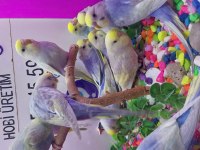 Muhabbet Kuşu Yavruları 30 İle 40 Gün Arası Bebekler