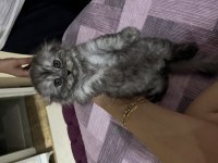 Kedimiz yeni yuvasını bekliyor