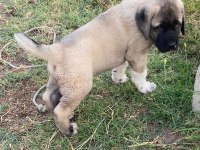 Aksaray malaklısı köpeğimiz